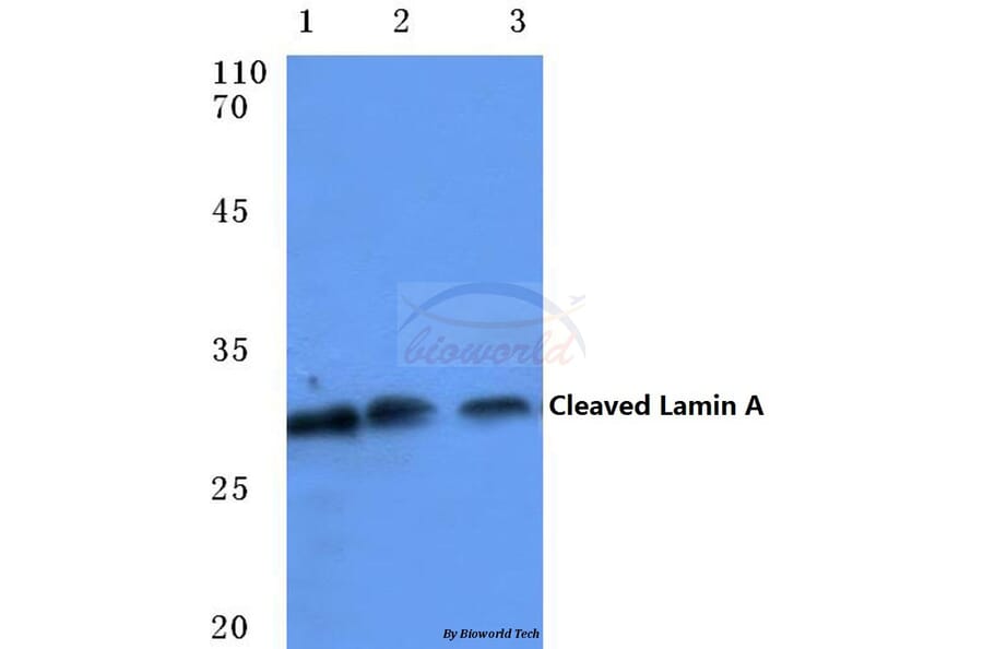 Anti-Cleaved-Lamin A (D230-) Antibody from Bioworld Technology (BS7013) - Antibodies.com
