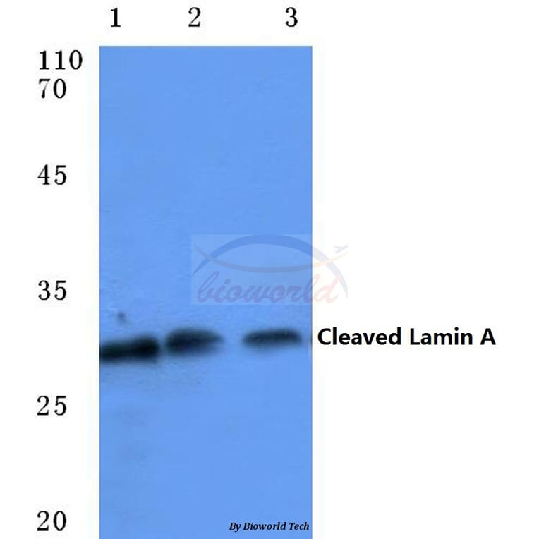 Anti-Cleaved-Lamin A (D230-) Antibody from Bioworld Technology (BS7013) - Antibodies.com