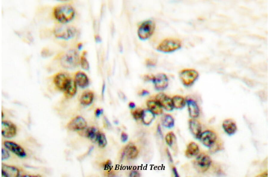 Anti-Cleaved-Lamin A (D230-) Antibody from Bioworld Technology (BS7013) - Antibodies.com