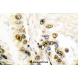 Anti-Cleaved-Lamin A (D230-) Antibody from Bioworld Technology (BS7013) - Antibodies.com