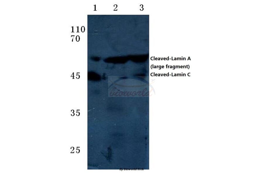 Anti-Cleaved-Lamin A (D230+) Antibody from Bioworld Technology (BS7014) - Antibodies.com