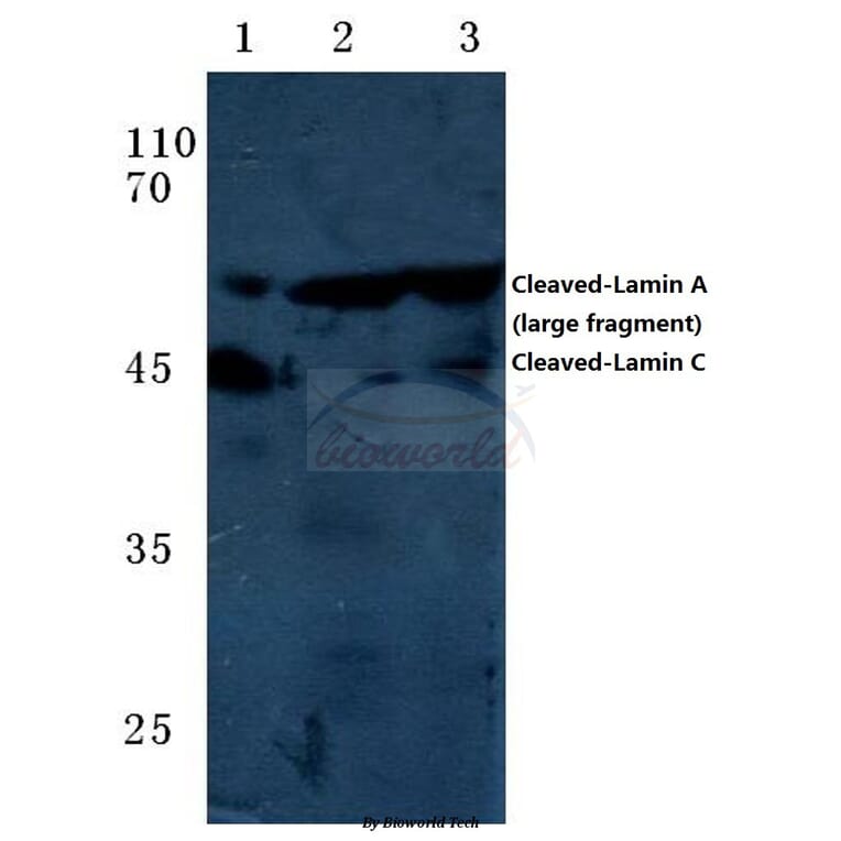 Anti-Cleaved-Lamin A (D230+) Antibody from Bioworld Technology (BS7014) - Antibodies.com