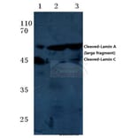 Anti-Cleaved-Lamin A (D230+) Antibody from Bioworld Technology (BS7014) - Antibodies.com