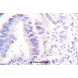 Anti-Cleaved-Lamin A (D230+) Antibody from Bioworld Technology (BS7014) - Antibodies.com