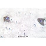 Anti-Cleaved-Notch 1 (V1754) Antibody from Bioworld Technology (BS7018) - Antibodies.com
