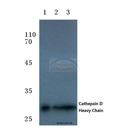 Anti-Cathepsin D (HC) Antibody from Bioworld Technology (BS7022) - Antibodies.com