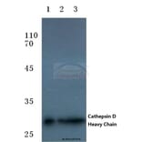 Anti-Cathepsin D (HC) Antibody from Bioworld Technology (BS7022) - Antibodies.com