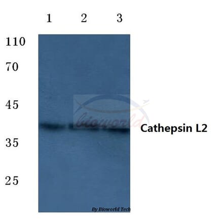 Anti-Cathepsin L2 (L114) Antibody from Bioworld Technology (BS7023) - Antibodies.com