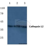 Anti-Cathepsin L2 (L114) Antibody from Bioworld Technology (BS7023) - Antibodies.com