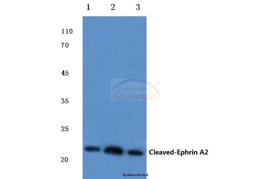 Anti-Cleaved-Ephrin-A2 (N188) Antibody from Bioworld Technology (BS7034) - Antibodies.com