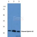 Anti-Cleaved-Ephrin-A2 (N188) Antibody from Bioworld Technology (BS7034) - Antibodies.com
