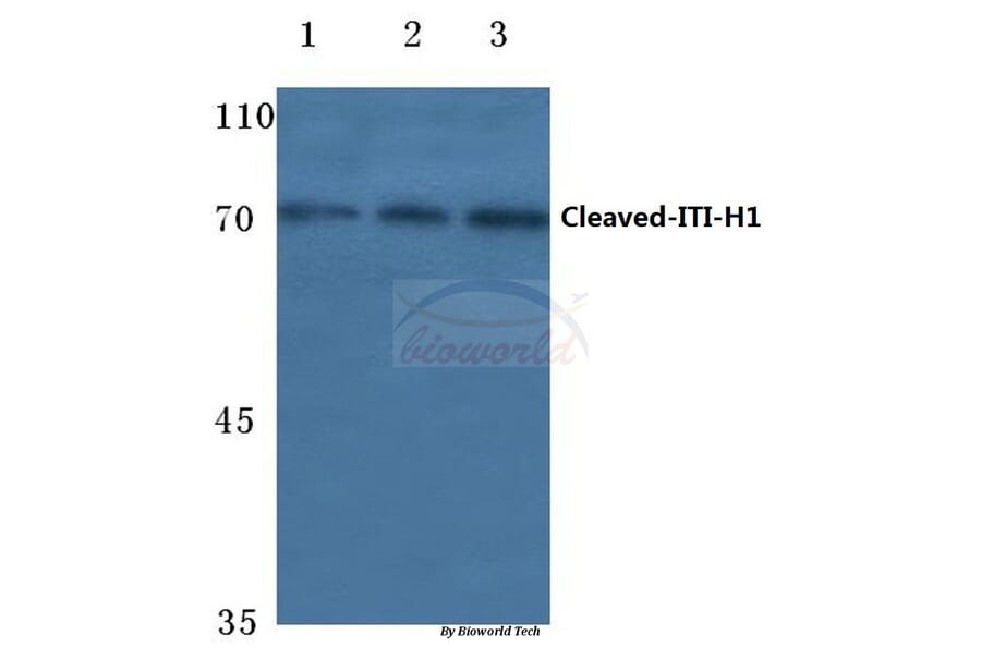 Anti-Cleaved-ITI-H1 (D672) Antibody from Bioworld Technology (BS7037) - Antibodies.com