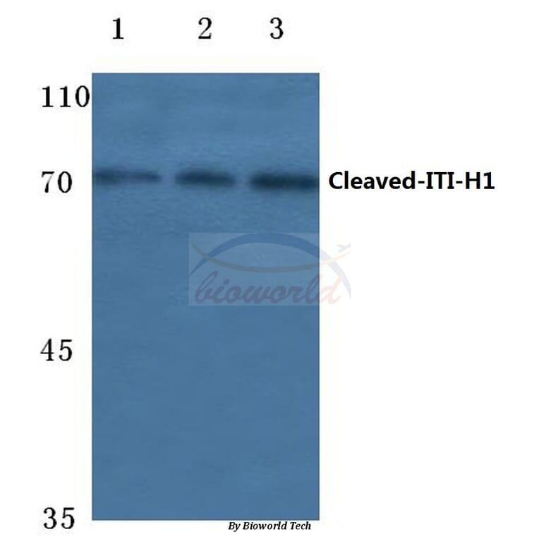 Anti-Cleaved-ITI-H1 (D672) Antibody from Bioworld Technology (BS7037) - Antibodies.com