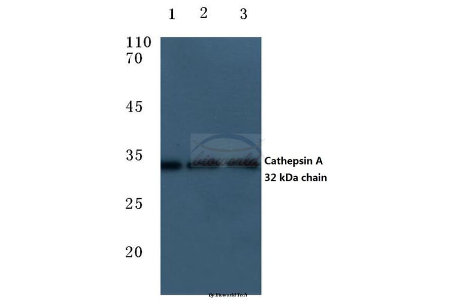 Anti-Cleaved-Cathepsin A (R326) Antibody from Bioworld Technology (BS7038) - Antibodies.com