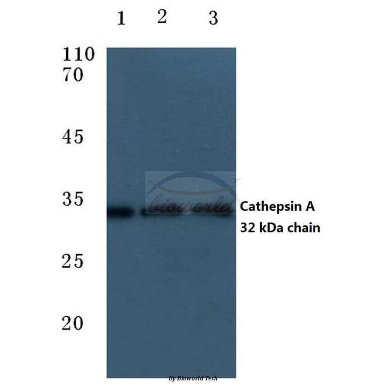 Anti-Cleaved-Cathepsin A (R326) Antibody from Bioworld Technology (BS7038) - Antibodies.com