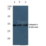 Anti-Cleaved-Cathepsin A (R326) Antibody from Bioworld Technology (BS7038) - Antibodies.com