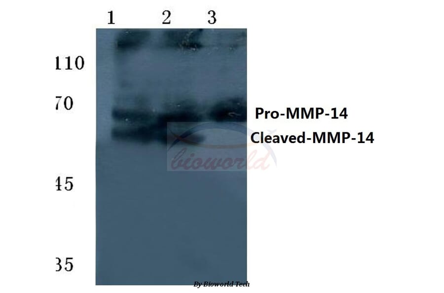 Anti-Cleaved-MMP-14 (Y112) Antibody from Bioworld Technology (BS7040) - Antibodies.com