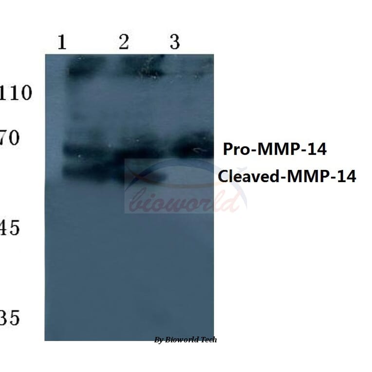 Anti-Cleaved-MMP-14 (Y112) Antibody from Bioworld Technology (BS7040) - Antibodies.com
