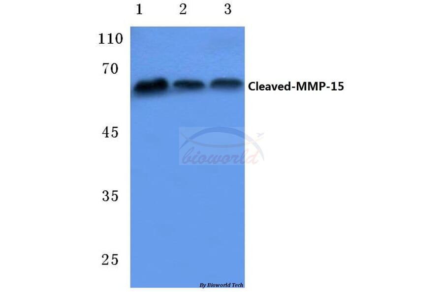 Anti-Cleaved-MMP-15 (Y132) Antibody from Bioworld Technology (BS7041) - Antibodies.com