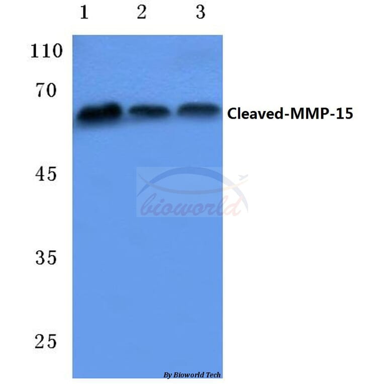Anti-Cleaved-MMP-15 (Y132) Antibody from Bioworld Technology (BS7041) - Antibodies.com