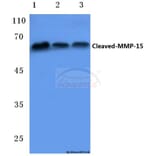 Anti-Cleaved-MMP-15 (Y132) Antibody from Bioworld Technology (BS7041) - Antibodies.com
