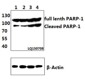 Anti-PARP-1 (D214) Antibody from Bioworld Technology (BS7047) - Antibodies.com