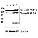 Anti-PARP-1 (D214) Antibody from Bioworld Technology (BS7047) - Antibodies.com