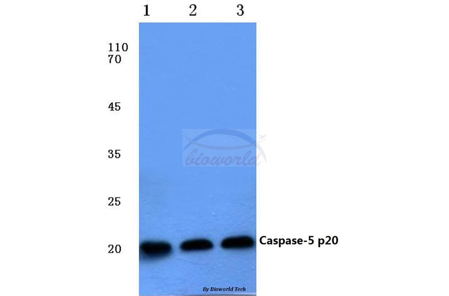 Anti-Caspase 5 p20 (D121) Antibody from Bioworld Technology (BS7048) - Antibodies.com