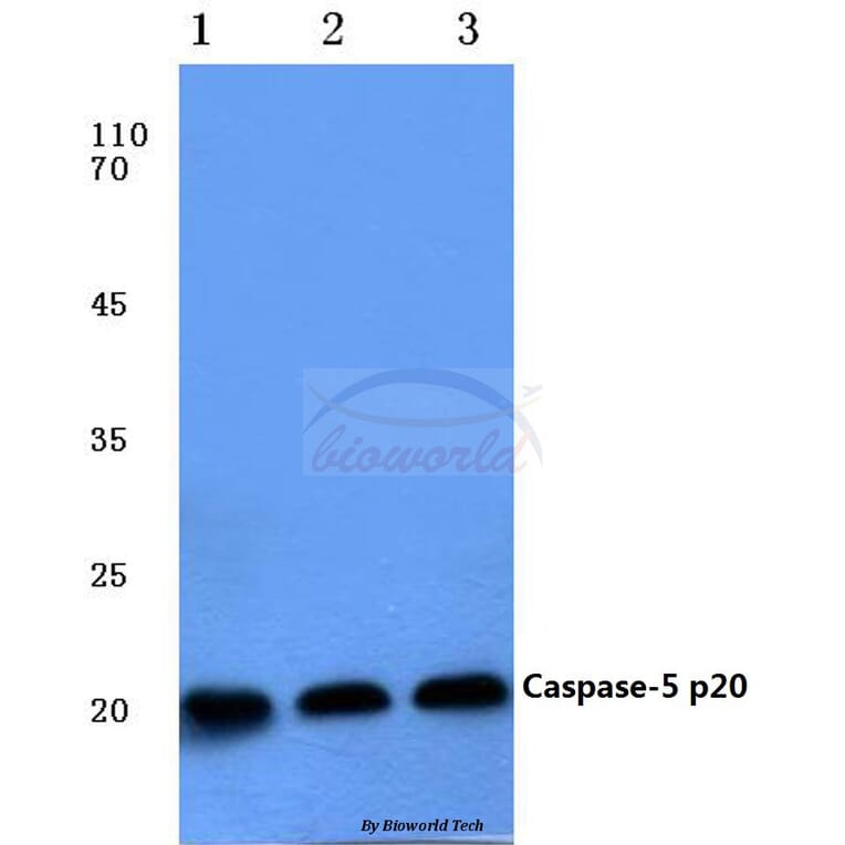 Anti-Caspase 5 p20 (D121) Antibody from Bioworld Technology (BS7048) - Antibodies.com