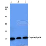 Anti-Caspase 5 p20 (D121) Antibody from Bioworld Technology (BS7048) - Antibodies.com