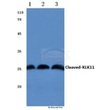 Anti-Cleaved-KLK11 (I54) Antibody from Bioworld Technology (BS7059) - Antibodies.com