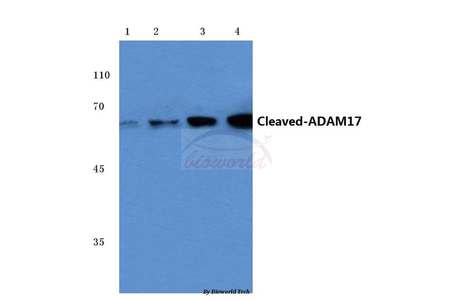 Anti-Cleaved-ADAM17 (R215) Antibody from Bioworld Technology (BS7064) - Antibodies.com