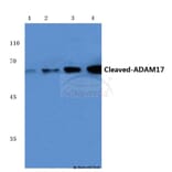 Anti-Cleaved-ADAM17 (R215) Antibody from Bioworld Technology (BS7064) - Antibodies.com