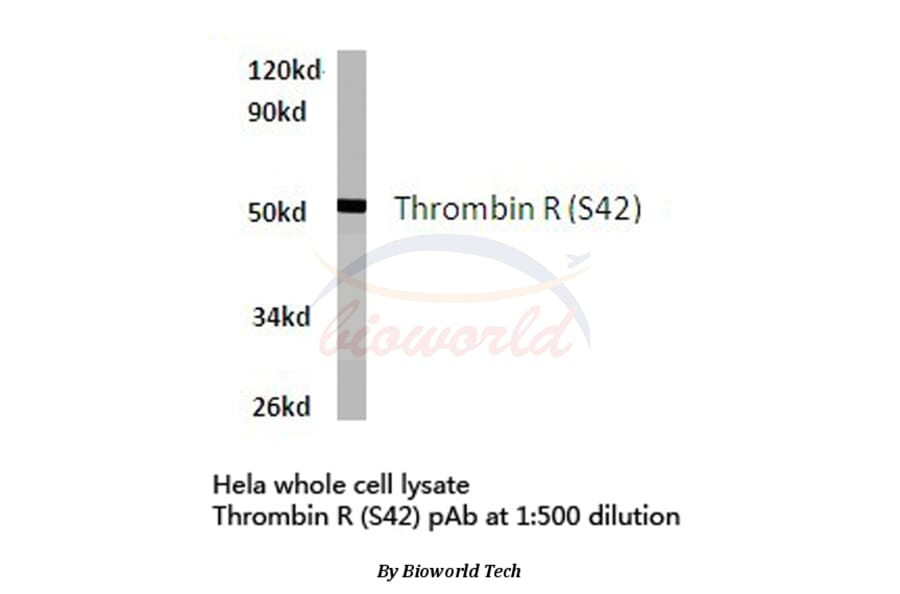 Anti-Thrombin R (S42) Antibody from Bioworld Technology (BS7067) - Antibodies.com