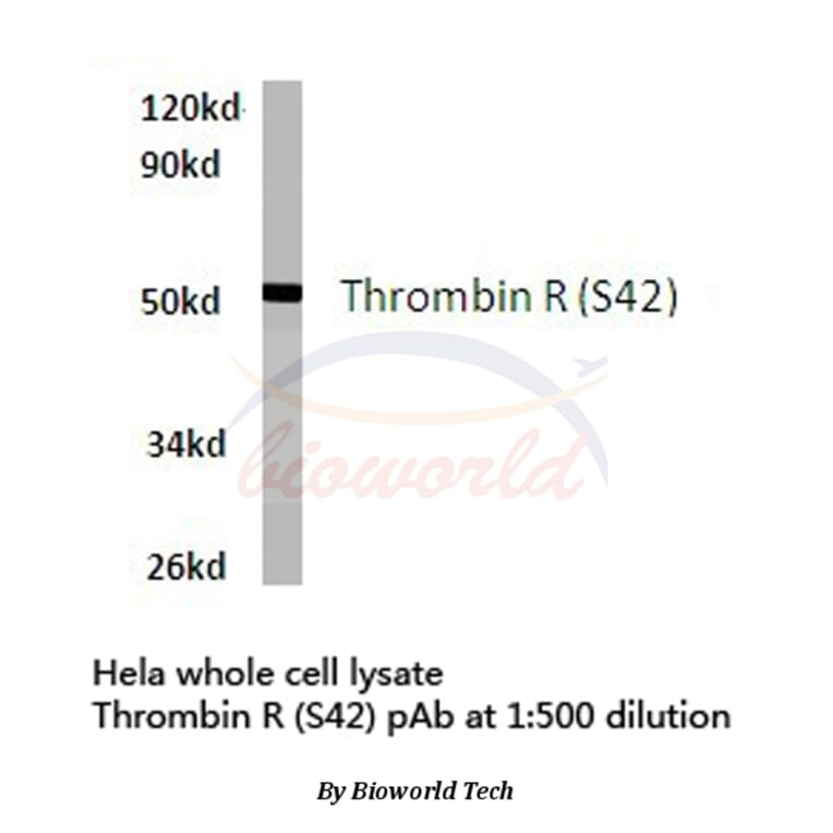 Anti-Thrombin R (S42) Antibody from Bioworld Technology (BS7067) - Antibodies.com