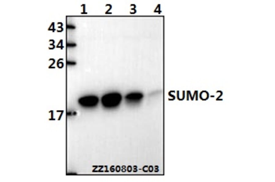 Anti-SUMO-2 (G93) Antibody from Bioworld Technology (BS7068) - Antibodies.com