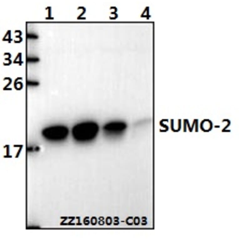 Anti-SUMO-2 (G93) Antibody from Bioworld Technology (BS7068) - Antibodies.com