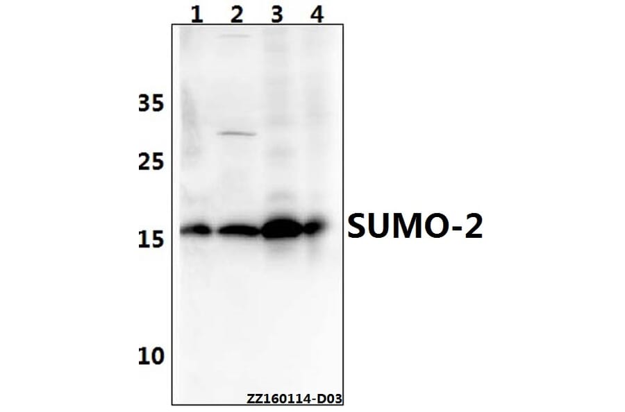 Anti-SUMO-2 (G93) Antibody from Bioworld Technology (BS7068) - Antibodies.com