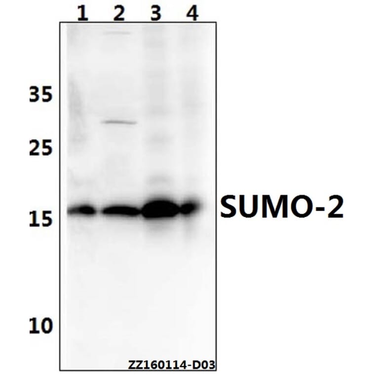 Anti-SUMO-2 (G93) Antibody from Bioworld Technology (BS7068) - Antibodies.com
