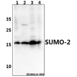 Anti-SUMO-2 (G93) Antibody from Bioworld Technology (BS7068) - Antibodies.com