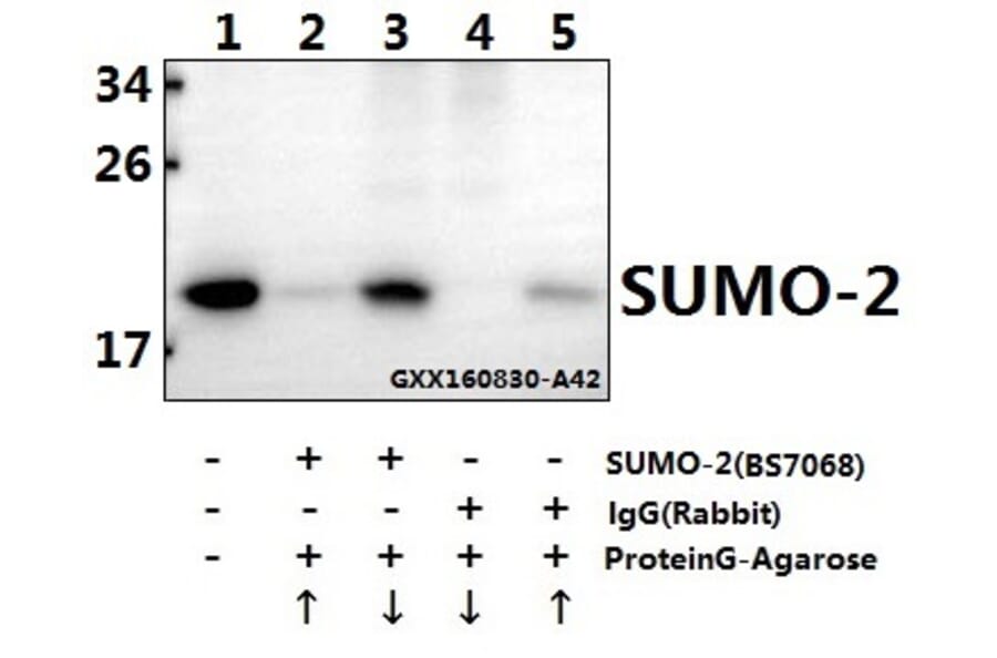 Anti-SUMO-2 (G93) Antibody from Bioworld Technology (BS7068) - Antibodies.com
