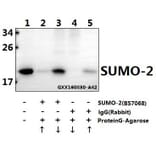 Anti-SUMO-2 (G93) Antibody from Bioworld Technology (BS7068) - Antibodies.com