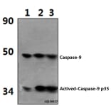 Anti-Actived-Caspase-9 p35 (D315) Antibody from Bioworld Technology (BS7070) - Antibodies.com