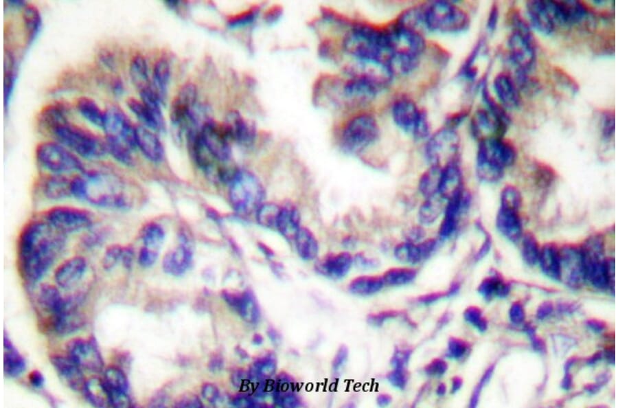 Anti-Actived-Caspase-9 p35 (D315) Antibody from Bioworld Technology (BS7070) - Antibodies.com