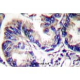 Anti-Actived-Caspase-9 p35 (D315) Antibody from Bioworld Technology (BS7070) - Antibodies.com