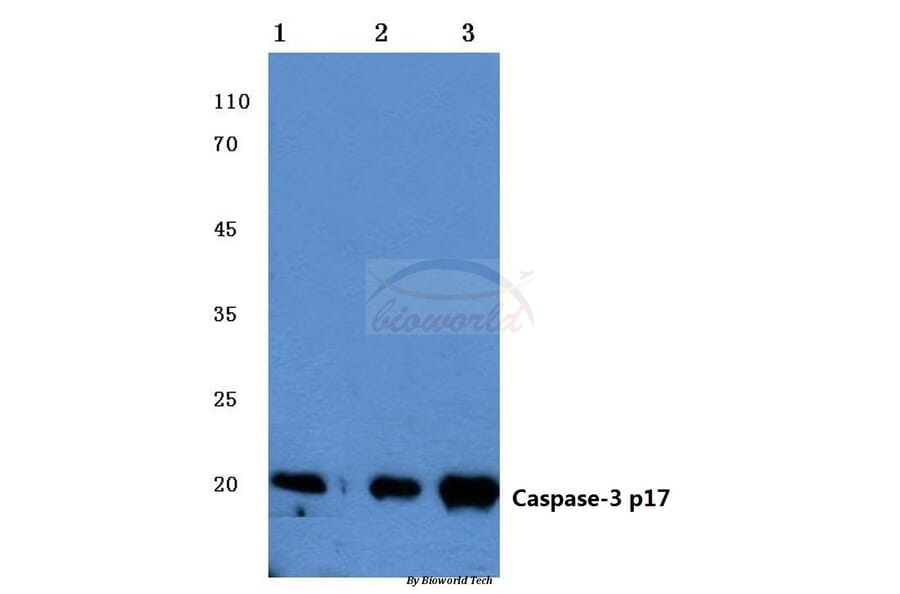 Anti-Caspase-3 p17 (D175) Antibody from Bioworld Technology (BS7073) - Antibodies.com