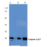 Anti-Caspase-3 p17 (D175) Antibody from Bioworld Technology (BS7073) - Antibodies.com