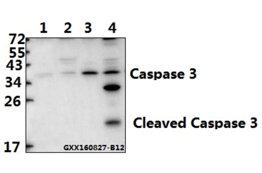 Anti-Caspase-3 p17 (D175) Antibody from Bioworld Technology (BS7073) - Antibodies.com