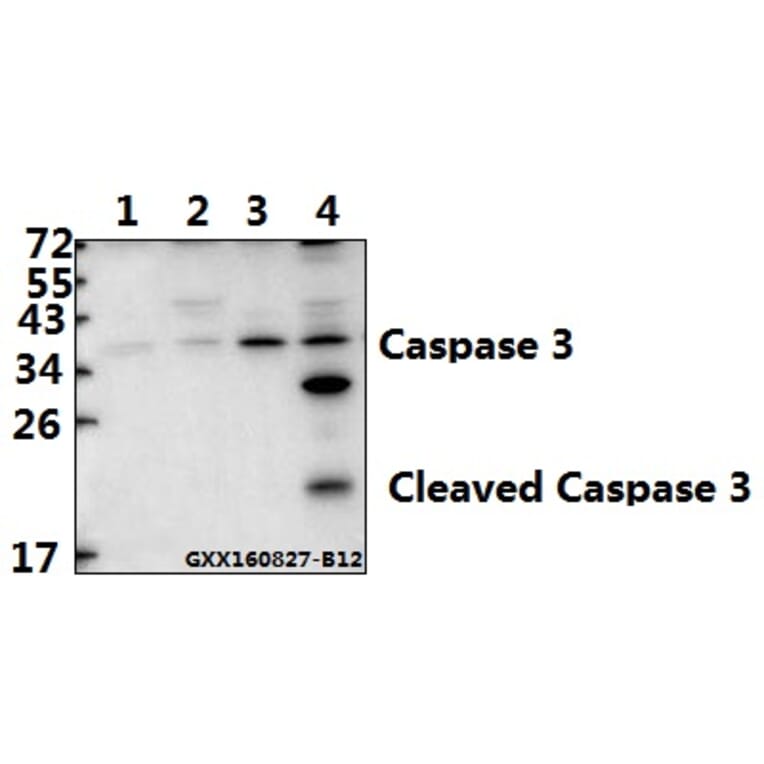 Anti-Caspase-3 p17 (D175) Antibody from Bioworld Technology (BS7073) - Antibodies.com