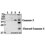 Anti-Caspase-3 p17 (D175) Antibody from Bioworld Technology (BS7073) - Antibodies.com